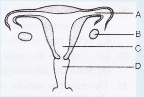 Lakhmir Singh Biology Class 10 Solutions How do Organisms Reproduce 15