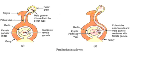 Lakhmir Singh Biology Class 10 Solutions How do Organisms Reproduce 16