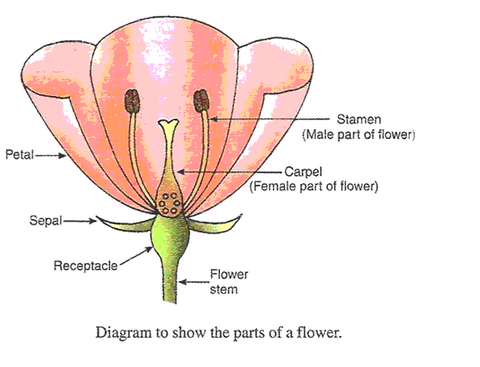 Lakhmir Singh Biology Class 10 Solutions How do Organisms Reproduce 17