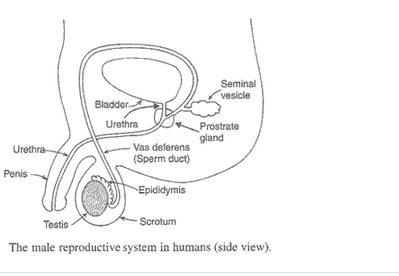 Lakhmir Singh Biology Class 10 Solutions How do Organisms Reproduce 18