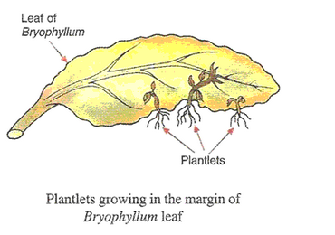 Lakhmir Singh Biology Class 10 Solutions How do Organisms Reproduce 2