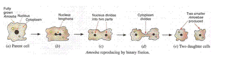 Lakhmir Singh Biology Class 10 Solutions How do Organisms Reproduce 4