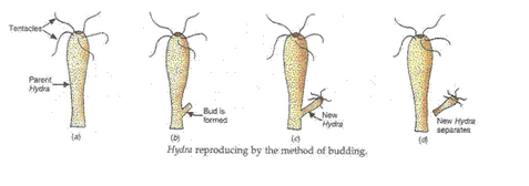 Lakhmir Singh Biology Class 10 Solutions How do Organisms Reproduce 5