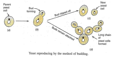 Lakhmir Singh Biology Class 10 Solutions How do Organisms Reproduce 6