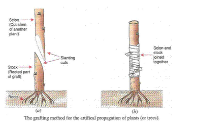 Lakhmir Singh Biology Class 10 Solutions How do Organisms Reproduce 7
