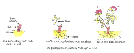 Lakhmir Singh Biology Class 10 Solutions How do Organisms Reproduce 8