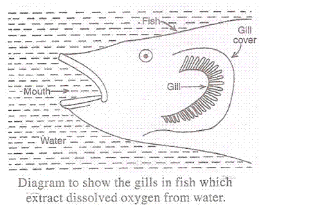 Lakhmir Singh Biology Class 10 Solutions Life Processes 10
