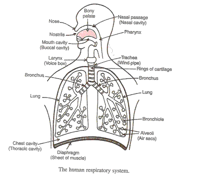 Lakhmir Singh Biology Class 10 Solutions Life Processes 11