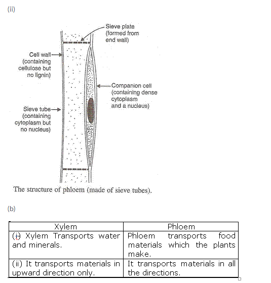 Lakhmir Singh Biology Class 10 Solutions Life Processes 13
