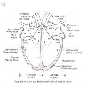 Lakhmir Singh Biology Class 10 Solutions Life Processes 17