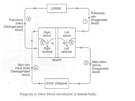 Lakhmir Singh Biology Class 10 Solutions Life Processes 18