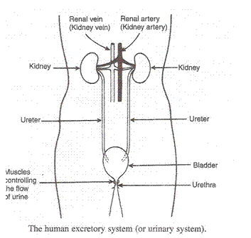 Lakhmir Singh Biology Class 10 Solutions Life Processes 19