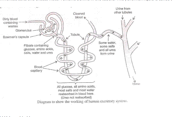 Lakhmir Singh Biology Class 10 Solutions Life Processes 20