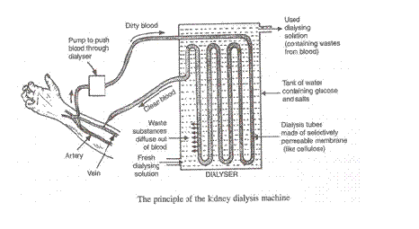 Lakhmir Singh Biology Class 10 Solutions Life Processes 21