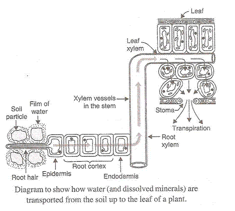 Lakhmir Singh Biology Class 10 Solutions Life Processes 22