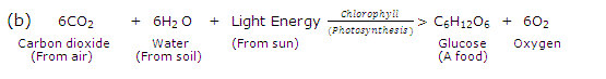 Lakhmir Singh Biology Class 10 Solutions Life Processes 3