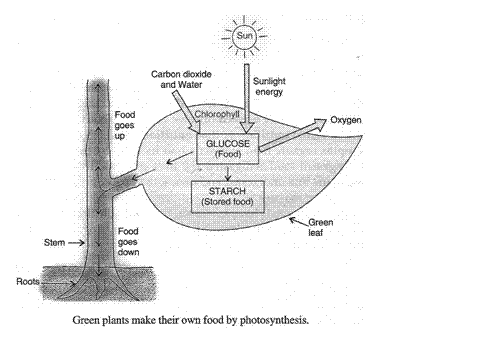 Lakhmir Singh Biology Class 10 Solutions Life Processes 4