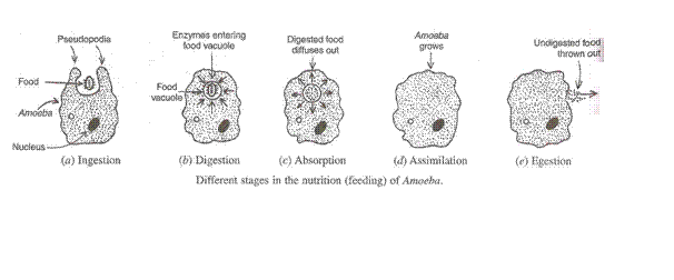 Lakhmir Singh Biology Class 10 Solutions Life Processes 6