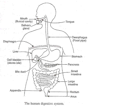 Lakhmir Singh Biology Class 10 Solutions Life Processes 7