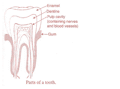 Lakhmir Singh Biology Class 10 Solutions Life Processes 8