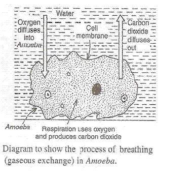 Lakhmir Singh Biology Class 10 Solutions Life Processes 9