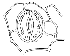 Lakhmir-Singh-Biology-Class-10-Solutions-Multiple-Choice-Questions-MCQs-1