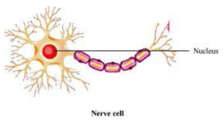 Lakhmir-Singh-Science-Class-8-Solutions-Chapter-8-Cell-Structure-and-Functions-1