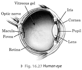 Light Class 8 Extra Questions Science Chapter 16 3