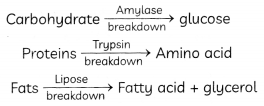 MCQ Questions for Class 10 Science Chapter 6 Life Processes with Answers 2