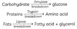 MCQ Questions for Class 10 Science Chapter 6 Life Processes with Answers 3