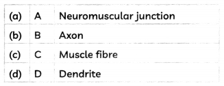 MCQ Questions for Class 10 Science Chapter 7 Control and Coordination with Answers 2