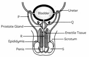 MCQ Questions for Class 10 Science Chapter 8 How do Organisms Reproduce with Answers 3