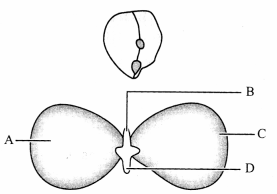MCQ Questions for Class 10 Science Chapter 8 How do Organisms Reproduce with Answers 4