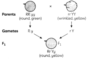 MCQ-Questions-for-Class-10-Science-Chapter-9-Heredity-and-Evolution-with-Answers-1-300x201