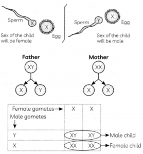 MCQ Questions for Class 10 Science Chapter 9 Heredity and Evolution with Answers 2
