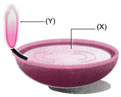Matter in Our Surroundings Class 9 Extra Questions Science Chapter 1 9