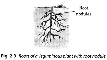 Microorganisms-Friend-and-Foe-Class-8-Extra-Questions-Science-Chapter-2-1