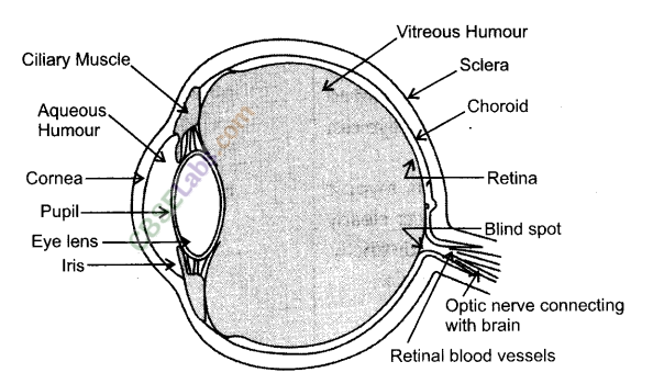 NCERT Exemplar Class 10 Science Chapter 11 Human Eye and Colourful World Img 5