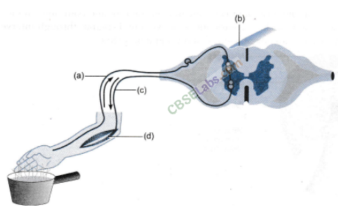 NCERT-Exemplar-Class-10-Science-Chapter-7-Control-And-Coordination-1