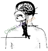 NCERT Exemplar Class 10 Science Chapter 7 Control And Coordination Img 2