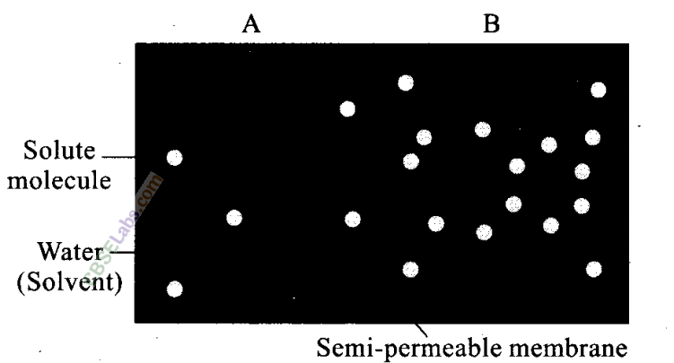 NCERT-Exemplar-Class-11-Biology-Chapter-11-Transport-in-Plants-1