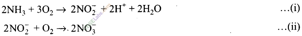NCERT-Exemplar-Class-11-Biology-Chapter-12-Mineral-Nutrition-1