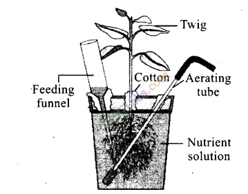 NCERT Exemplar Class 11 Biology Chapter 12 Mineral Nutrition Img 3