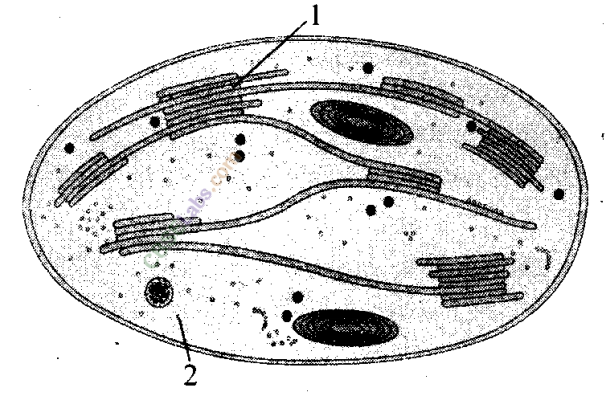 NCERT-Exemplar-Class-11-Biology-Chapter-13-Photosynthesis-in-Higher-Plants-1
