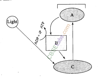 NCERT Exemplar Class 11 Biology Chapter 13 Photosynthesis in Higher Plants Img 12
