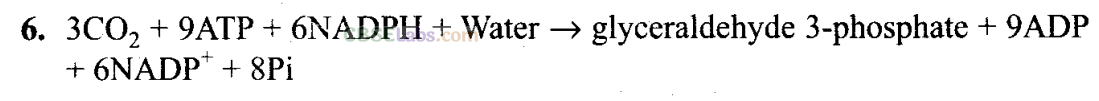 NCERT Exemplar Class 11 Biology Chapter 13 Photosynthesis in Higher Plants Img 3