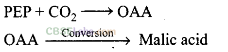 NCERT Exemplar Class 11 Biology Chapter 13 Photosynthesis in Higher Plants Img 4
