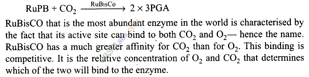NCERT Exemplar Class 11 Biology Chapter 13 Photosynthesis in Higher Plants Img 5