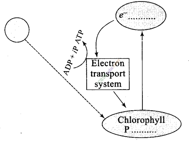 NCERT Exemplar Class 11 Biology Chapter 13 Photosynthesis in Higher Plants Img 6