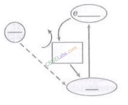NCERT Exemplar Class 11 Biology Chapter 13 Photosynthesis in Higher Plants Img 7
